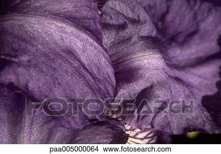 Picture - flower, flowers, texture, textures, background, backgrounds, nature. Fotosearch