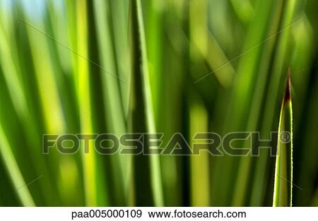 foliage, blurred, background, backgrounds, nature, vegetation, detail View Large Photo Image Stock Photo - foliage, blurred, background, backgrounds, nature, vegetation, detail. Fotosearch