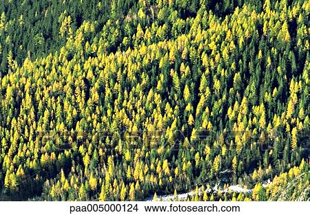 forest, forests, firtree, firtrees, landscape, landscapes, background View Large Photo Image Picture - forest, forests, firtree, firtrees, landscape, landscapes, background. Fotosearch