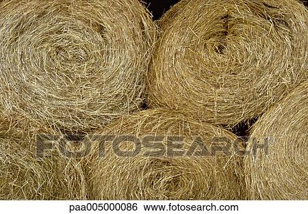 hay, background, backgrounds, nature, vegetation, agriculture, planting View Large Photo Image Stock Photograph - hay, background, backgrounds, nature, vegetation, agriculture, planting. Fotosearch