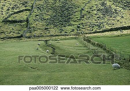 landscape, animals, valley, sheep, sheep, landscapes, animal View Large Photo Image Stock Image - landscape, animals, valley, sheep, sheep, landscapes, animal. Fotosearch