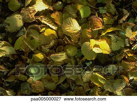 leaf, leaves, background, backgrounds, nature, vegetation, autumn View Large Photo Image Stock Photo - leaf, leaves, background, backgrounds, nature, vegetation, autumn. Fotosearch