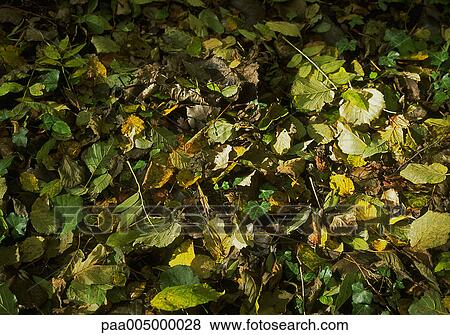 leaf, leaves, background, backgrounds, nature, vegetation, autumn View Large Photo Image Stock Photo - leaf, leaves, background, backgrounds, nature, vegetation, autumn. Fotosearch