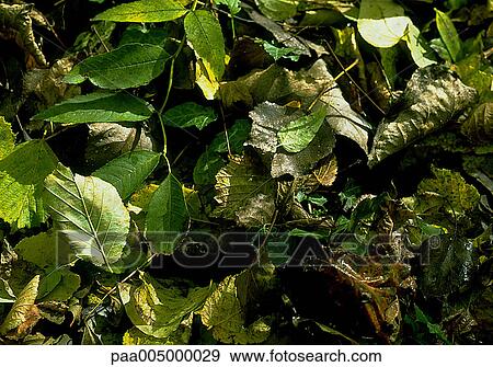 leaf, leaves, background, backgrounds, nature, vegetation, autumn View Large Photo Image Stock Photo - leaf, leaves, background, backgrounds, nature, vegetation, autumn. Fotosearch
