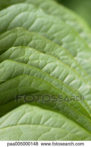 leaf, leaves, background, backgrounds, nature, vegetation, detail View Large Photo Image Stock Photo - leaf, leaves, background, backgrounds, nature, vegetation, detail. Fotosearch