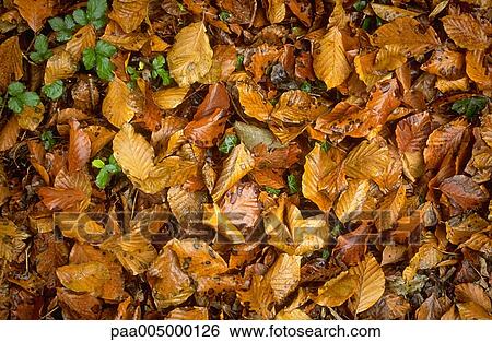 leaf, leaves, background, backgrounds, nature, vegetation, autumn View Large Photo Image Stock Photograph - leaf, leaves, background, backgrounds, nature, vegetation, autumn. Fotosearch