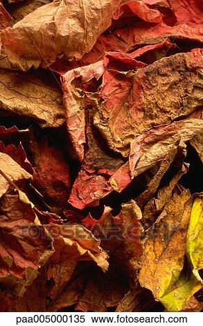 leaf, leaves, background, backgrounds, nature, vegetation, detail View Large Photo Image Stock Photography - leaf, leaves, background, backgrounds, nature, vegetation, detail. Fotosearch