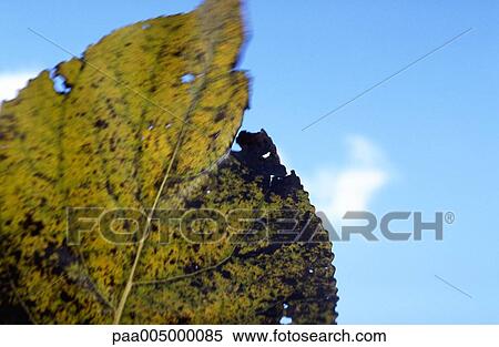 leaf, leaves, nature, vegetation, autumn, Nature, Isabelle View Large Photo Image Stock Photography - leaf, leaves, nature, vegetation, autumn, Nature, Isabelle. Fotosearch