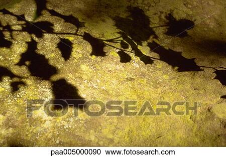 leaf, leaves, shadow, shadows, nature, vegetation, branche View Large Photo Image Stock Image - leaf, leaves, shadow, shadows, nature, vegetation, branche. Fotosearch