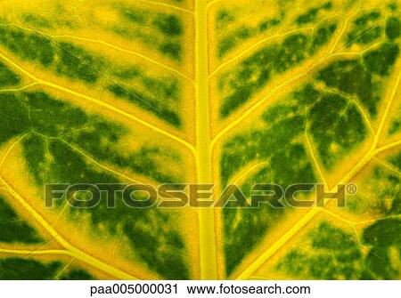 leaf, leaves, texture, textures, background, backgrounds, nature View Large Photo Image Stock Image - leaf, leaves, texture, textures, background, backgrounds, nature. Fotosearch