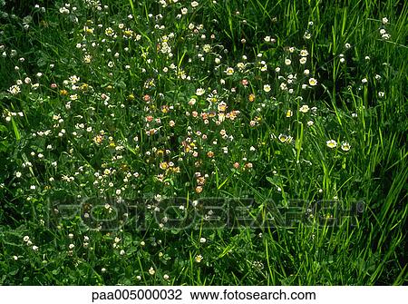 meadow, meadows, background, backgrounds, nature, vegetation, spring View Large Photo Image Stock Image - meadow, meadows, background, backgrounds, nature, vegetation, spring. Fotosearch