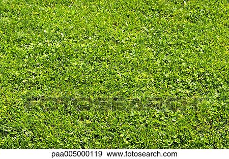 Stock Photo - meadow, meadows, texture, textures, background, backgrounds, nature. Fotosearch