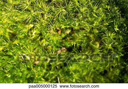 moss, background, backgrounds, nature, vegetation, Nature, Isabelle View Large Photo Image Stock Photography - moss, background, backgrounds, nature, vegetation, Nature, Isabelle. Fotosearch