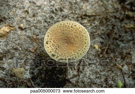 mushroom, mushrooms, nature, vegetation, autumn, Nature, Isabelle View Large Photo Image Stock Image - mushroom, mushrooms, nature, vegetation, autumn, Nature, Isabelle. Fotosearch