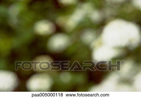 Obscurecido Fundo Fundos Natureza Vegetacao Natureza Isabelle Banco De Imagem Paa005000118 Fotosearch