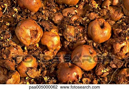 planting, apples, agriculture, vegetation, nature, autumn, apple View Large Photo Image Stock Image - planting, apples, agriculture, vegetation, nature, autumn, apple. Fotosearch