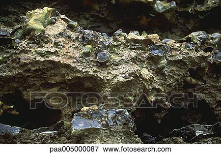 rock, rocks, nature, Nature, Isabelle, Rozenbaum, Frederic View Large Photo Image Stock Photo - rock, rocks, nature, Nature, Isabelle, Rozenbaum, Frederic. Fotosearch