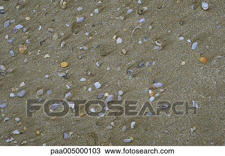 shell, shells, sand, background, backgrounds, nature, Nature View Large Photo Image Stock Image - shell, shells, sand, background, backgrounds, nature, Nature. Fotosearch