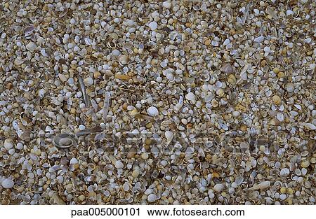 Stock Image - shell, shells, texture, textures, background, backgrounds, nature. Fotosearch