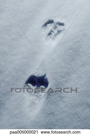 snow, track, tracks, snowy, background, backgrounds, nature View Large Photo Image Stock Image - snow, track, tracks, snowy, background, backgrounds, nature. Fotosearch