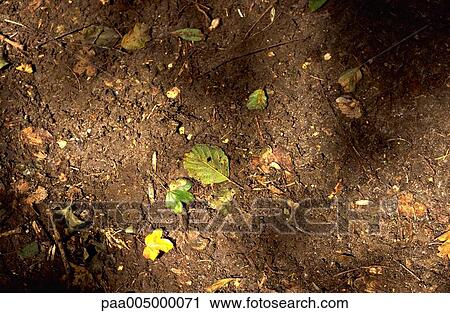 Stock Image - soil, background, backgrounds, nature, vegetation, Nature, Isabelle. Fotosearch