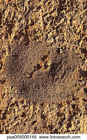soil, background, backgrounds, nature, detail, details, Nature View Large Photo Image Stock Photography - soil, background, backgrounds, nature, detail, details, Nature. Fotosearch