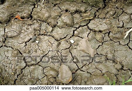 Picture - soil, texture, textures, background, backgrounds, nature, vegetation. Fotosearch