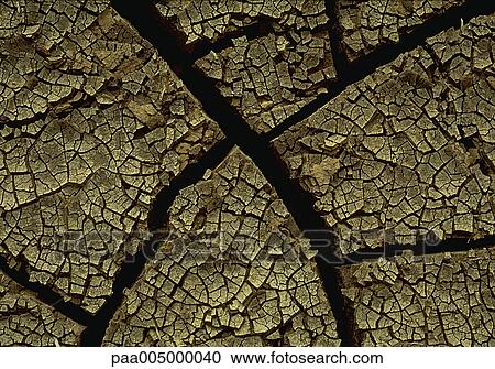 soil, texture, textures, background, backgrounds, nature, vegetation View Large Photo Image Stock Image - soil, texture, textures, background, backgrounds, nature, vegetation. Fotosearch