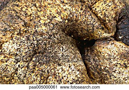 Stock Image - texture, textures, background, backgrounds, nature, vegetation, detail. Fotosearch