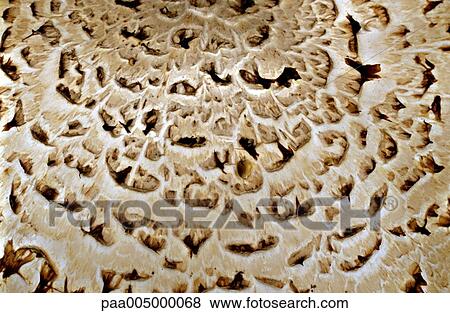 texture, textures, background, backgrounds, nature, vegetation, detail View Large Photo Image Stock Photo - texture, textures, background, backgrounds, nature, vegetation, detail. Fotosearch