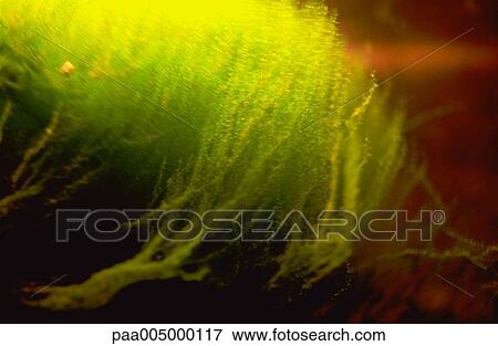 Stock Photo - texture, textures, background, backgrounds, nature, vegetation, Nature. Fotosearch