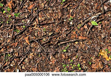Stock Photograph - texture, textures, background, backgrounds, nature, vegetation, branche. Fotosearch