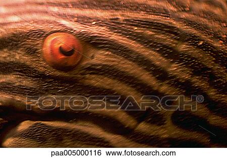 Stock Photograph - texture, textures, background, backgrounds, nature, Nature, Isabelle. Fotosearch