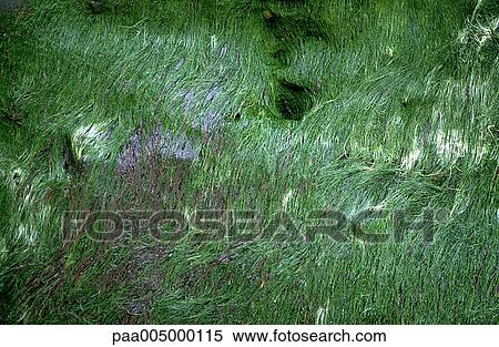 texture, textures, background, backgrounds, nature, vegetation, Nature View Large Photo Image Stock Photography - texture, textures, background, backgrounds, nature, vegetation, Nature. Fotosearch