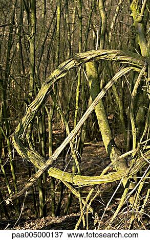 texture, textures, nature, vegetation, branche, branches, winter View Large Photo Image Stock Photo - texture, textures, nature, vegetation, branche, branches, winter. Fotosearch
