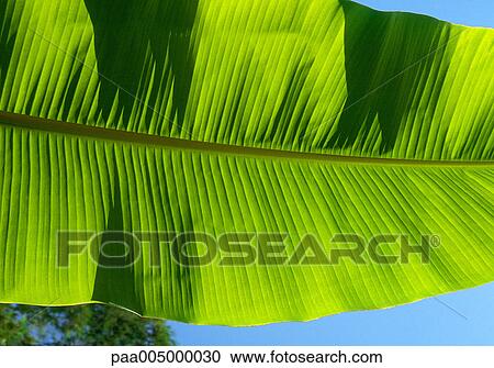 tree, trees, bananatree, bananatrees, leaf, leaves, background View Large Photo Image Stock Image - tree, trees, bananatree, bananatrees, leaf, leaves, background. Fotosearch