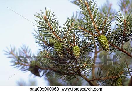 tree, trees, firtree, firtrees, nature, vegetation, branche View Large Photo Image Stock Image - tree, trees, firtree, firtrees, nature, vegetation, branche. Fotosearch