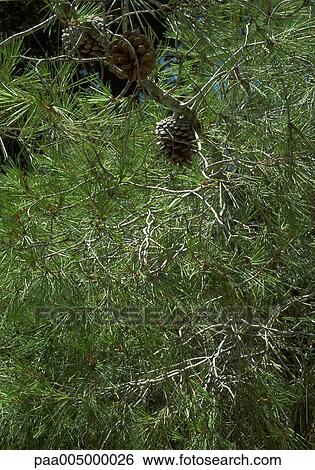 Stock Photograph - tree, trees, firtree, firtrees, nature, vegetation, woody. Fotosearch