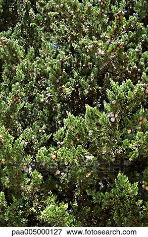 tree, trees, firtree, firtrees, background, backgrounds, nature View Large Photo Image Stock Photo - tree, trees, firtree, firtrees, background, backgrounds, nature. Fotosearch