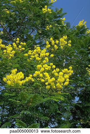Stock Image - tree, trees, flower, flowers, nature, vegetation, flora. Fotosearch
