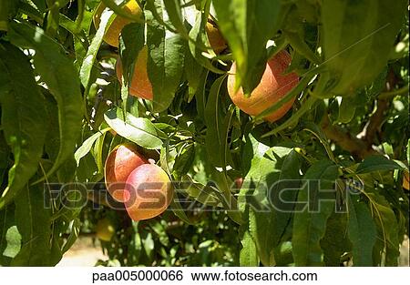 Stock Photograph - tree, trees, fruittree, fruittrees, nature, vegetation, summer. Fotosearch