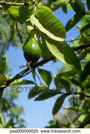tree, trees, fruittree, fruittrees, nature, vegetation, summer View Large Photo Image Stock Photography - tree, trees, fruittree, fruittrees, nature, vegetation, summer. Fotosearch