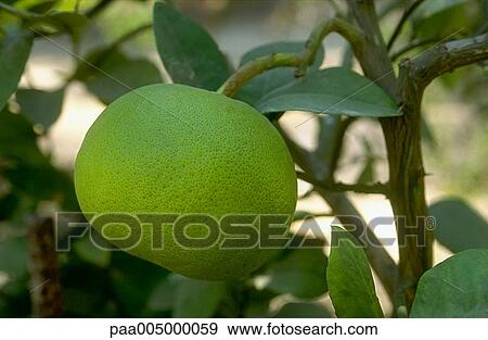 tree, trees, grapefruittree, grapefruittrees, nature, vegetation, Nature View Large Photo Image Stock Photo - tree, trees, grapefruittree, grapefruittrees, nature, vegetation, Nature. Fotosearch