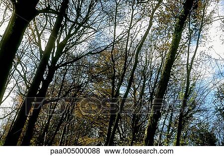 Stock Photo - tree, trees, landscape, landscapes, nature, vegetation, woody. Fotosearch