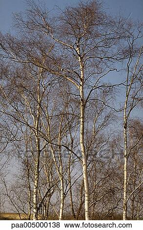 Stock Photo - tree, trees, landscape, landscapes, nature, vegetation, woody. Fotosearch