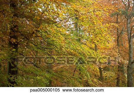 tree, trees, landscape, landscapes, background, backgrounds, nature View Large Photo Image Stock Photography - tree, trees, landscape, landscapes, background, backgrounds, nature. Fotosearch