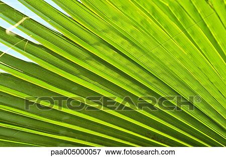 tree, trees, leaf, leaves, palmtree, palmtrees, background View Large Photo Image Stock Photo - tree, trees, leaf, leaves, palmtree, palmtrees, background. Fotosearch