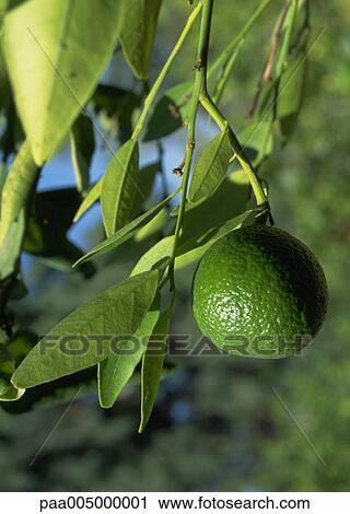 tree, trees, lemontree, lemontrees, nature, vegetation, spring View Large Photo Image Stock Image - tree, trees, lemontree, lemontrees, nature, vegetation, spring. Fotosearch