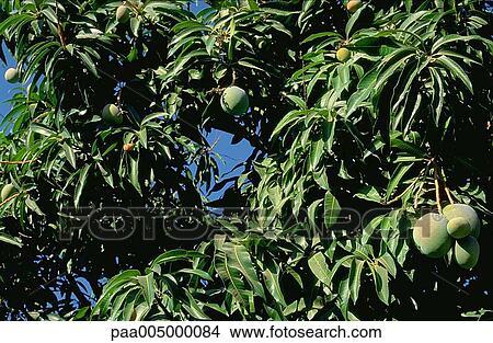 tree, trees, mangotree, mangotrees, nature, vegetation, summer View Large Photo Image Picture - tree, trees, mangotree, mangotrees, nature, vegetation, summer. Fotosearch