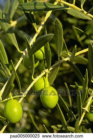 Stock Image - tree, trees, olivetree, olivetrees, nature, vegetation, summer. Fotosearch